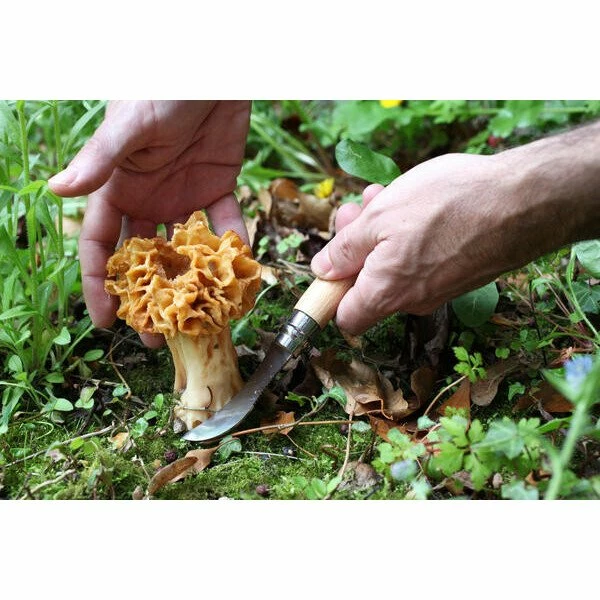 Opinel Pilzmesser N°08 8 Cm Buche 2 Opinel Pilzmesser N°08 8 Cm Buche – Bild 2